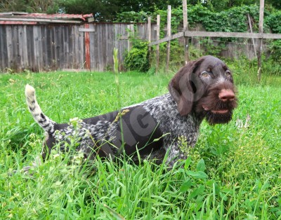 Щенок дратхаар